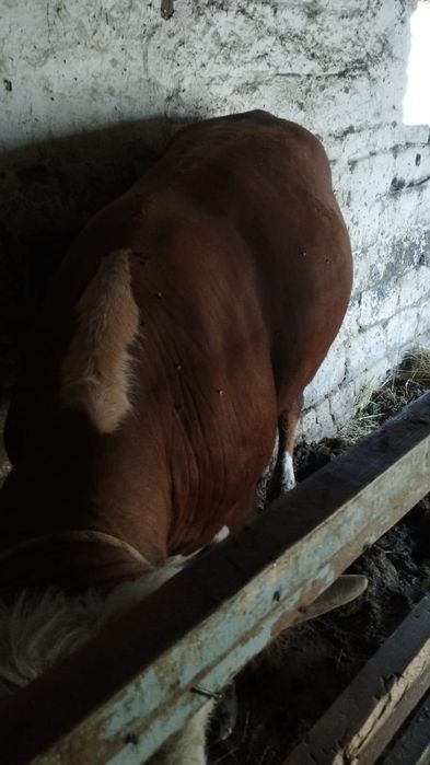 Продам полутрогодовалого бычка