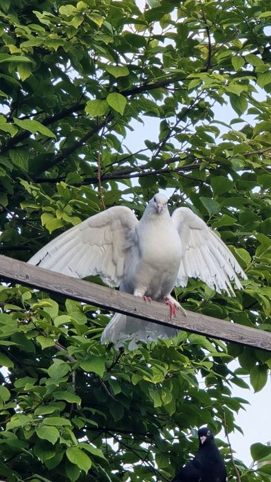 Голуби павлины черные