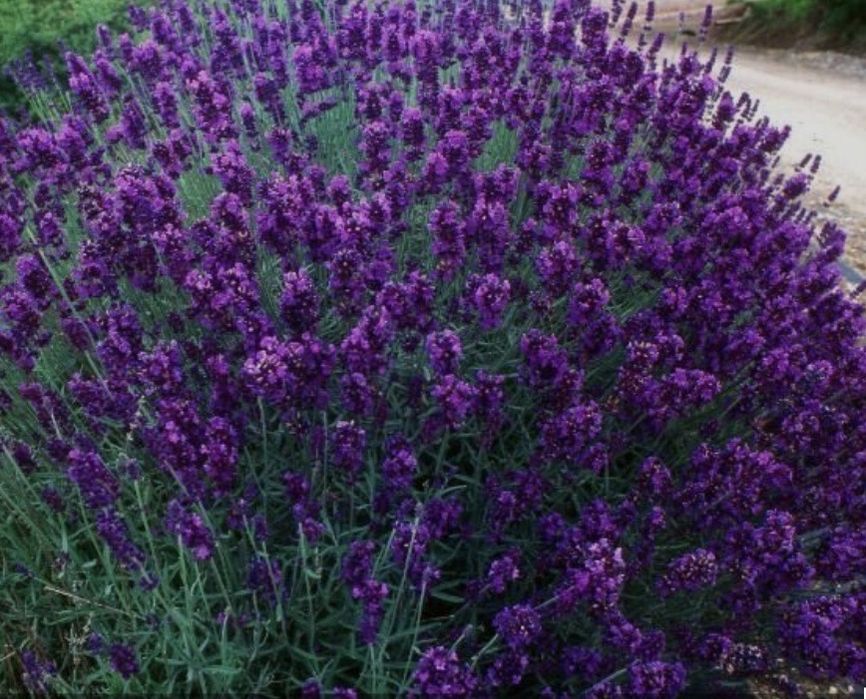 Лаванда узколистная 15000