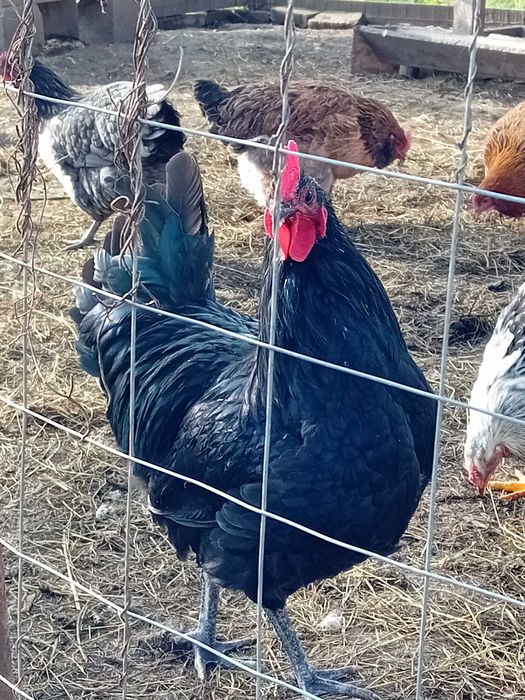 Cocosi australorp 100 ron