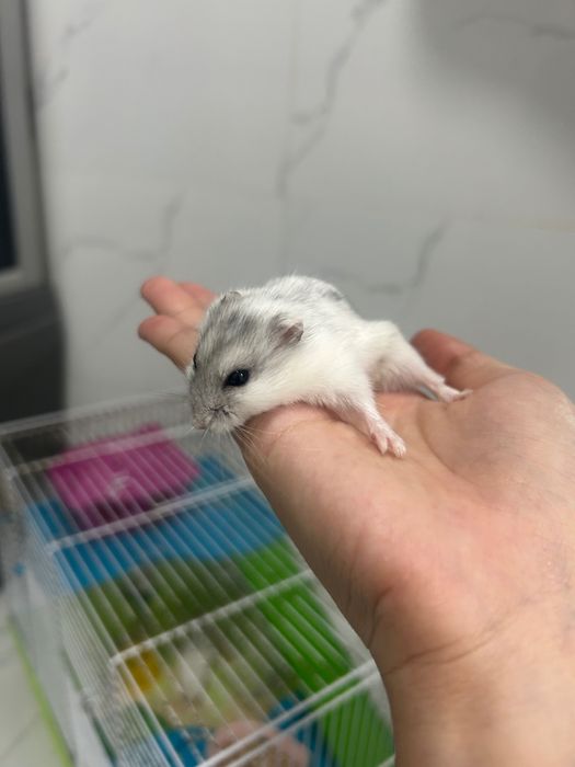 Продаю хомяк вместе с клеткой