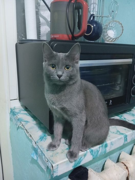 Кошечка в хорошие руки