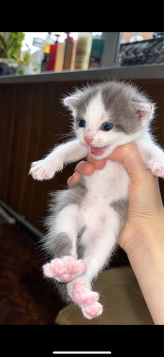 Котята 2 мальчик и девочка
