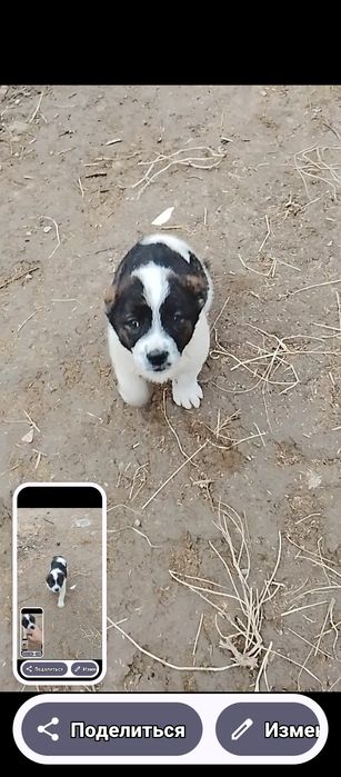 Таза Алабай кушик