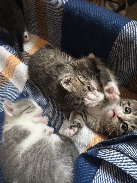 Котята котята котята