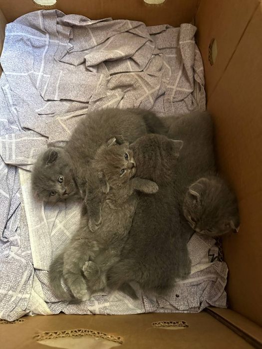 Котята Британская шиншилла