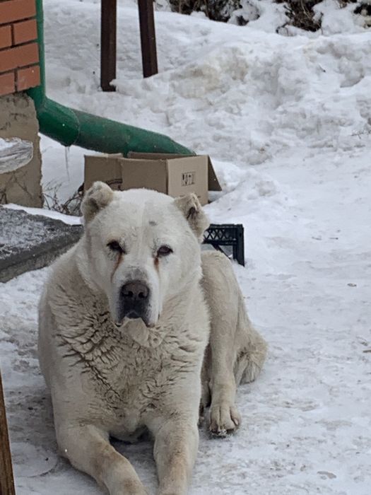 Алабай ждёт невесту