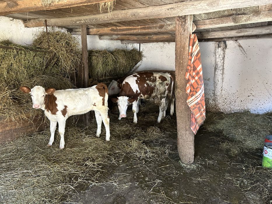 Vand un tauras si doua vitele