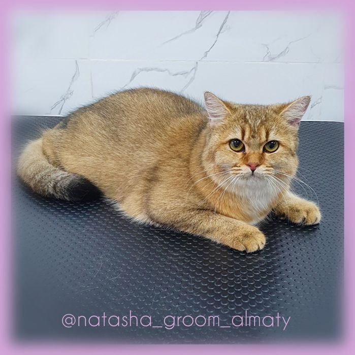 Стрижки собак и кошек