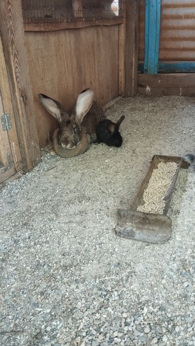 Продаются крольчата