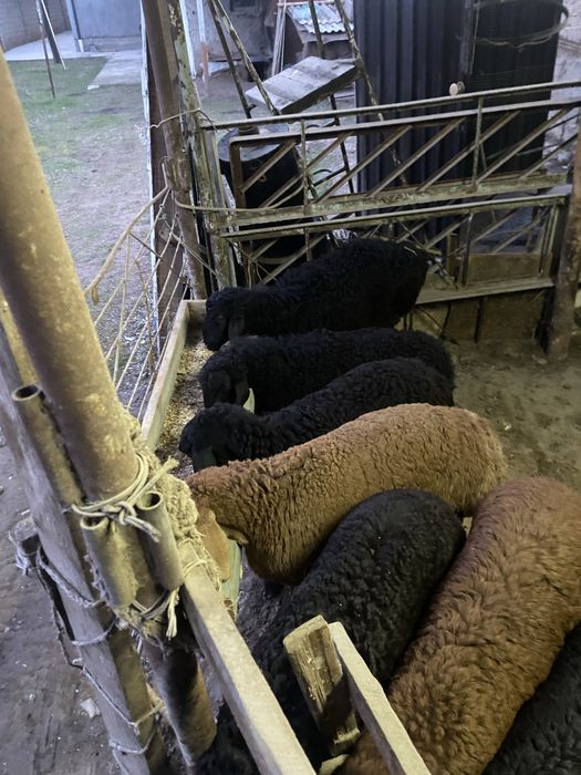 Qoy qochqorlar sotiladi