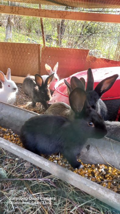 Pui găină de la 3 săptămâni , iepuri 2 luni la 35 RON