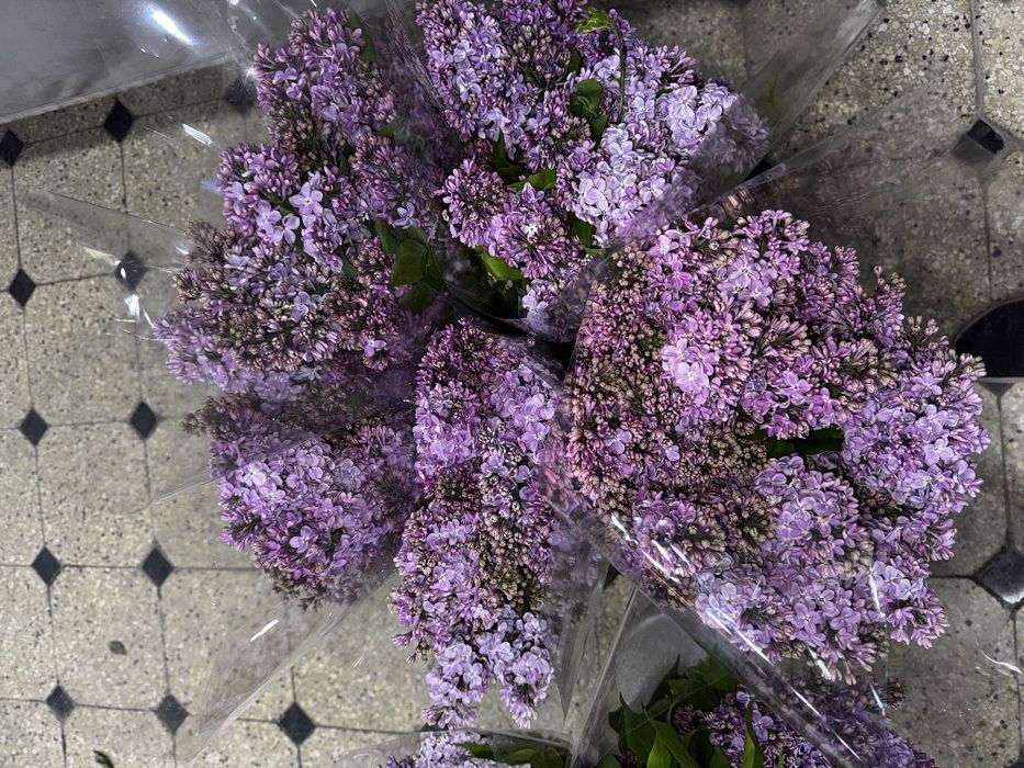 Сирень - новая поставка