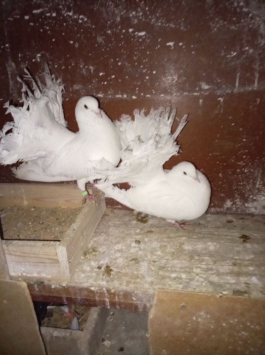 Голуби,кептер,павлины пара