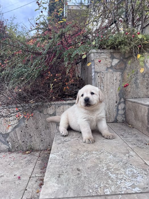 Puiut labrador mascul cu pedigrre