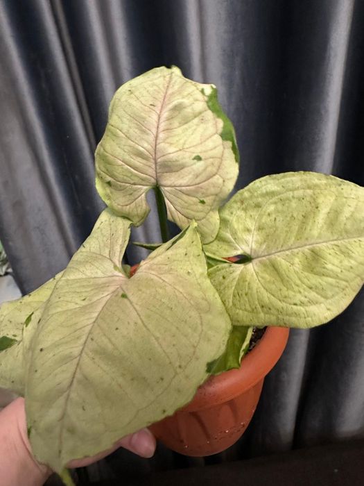 Продам комнатные растения