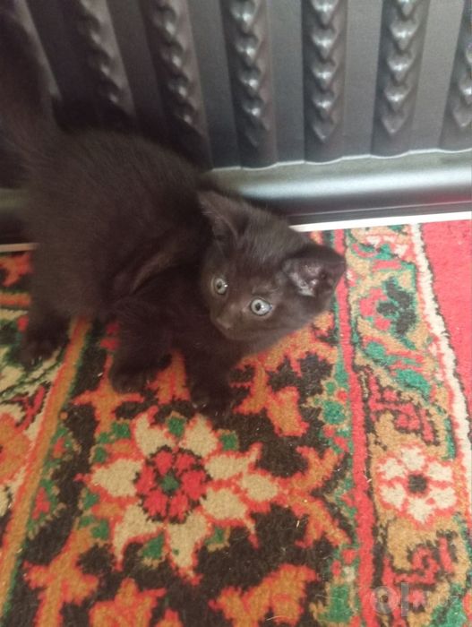 Котёнок отдам даром