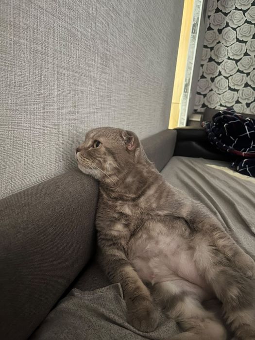 Отдам в добрые руки