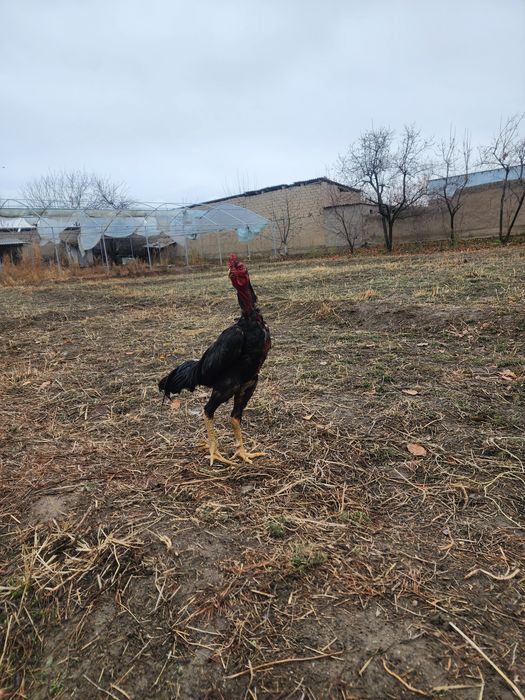 Хуроз сотилади зотига жавоб