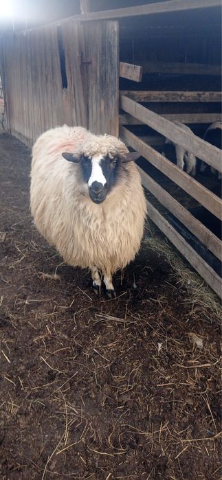 De vanzare 4 oi breze