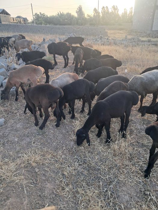 Qochqor bor 5 oyli 20 ta