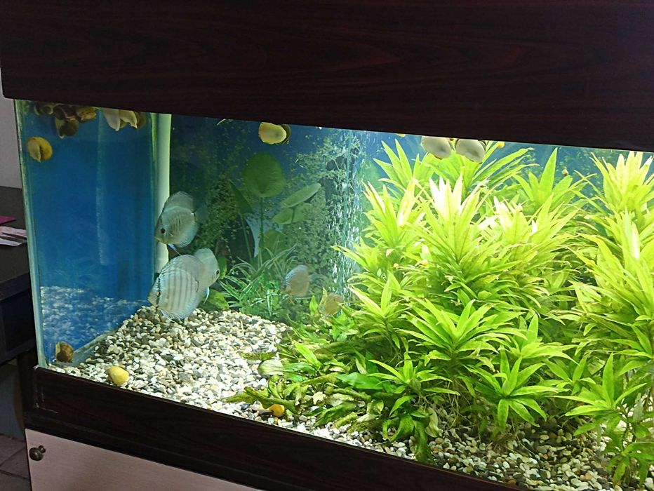продажа аквариума