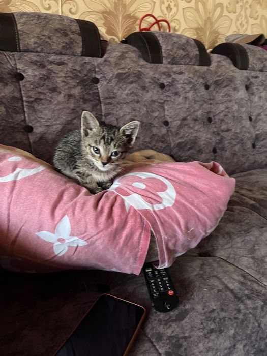 Отдам котенка в хорошие руки