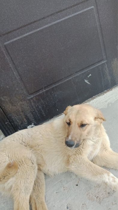 Бесплатно собачку в добрые руки