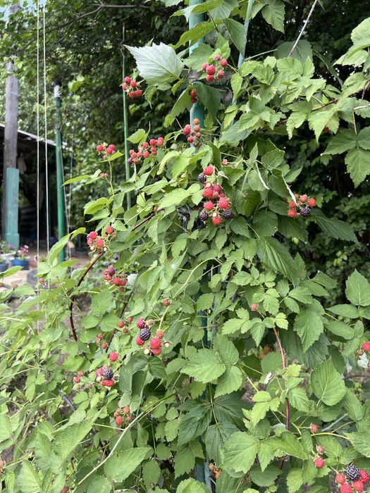 Продам дачу на берегу реки Деркул