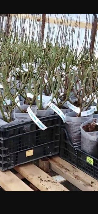 Продажа Саженцев Павлодар