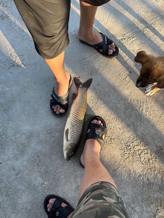 Малек форел. осетр карп