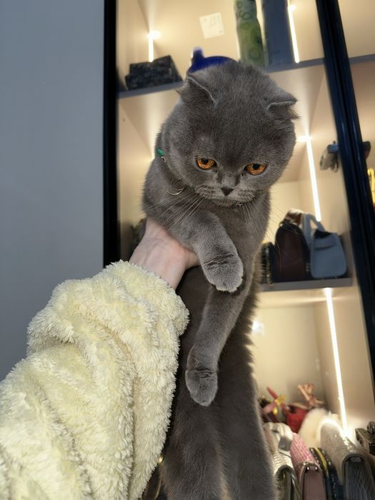 Mushukcha sotiladi  100$