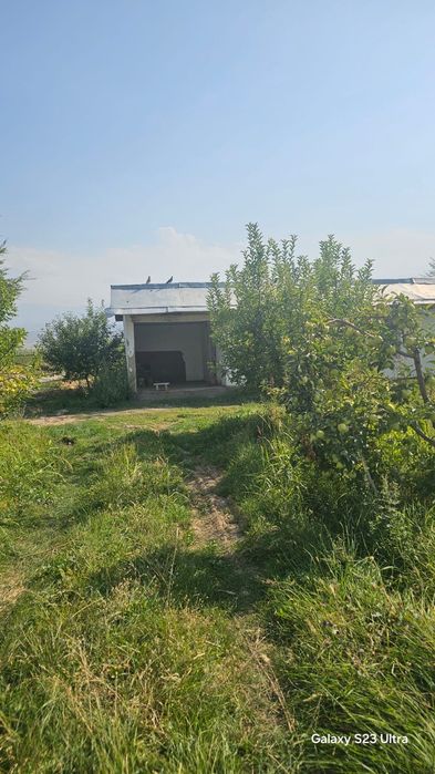 Продается яблоневый сад