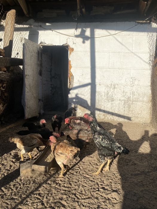 Продам курей даканов даканки