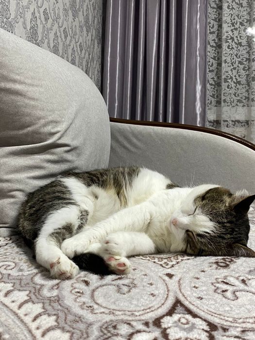 Передержка кошек