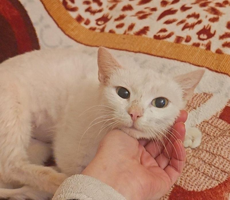 Отдадим даром котика!