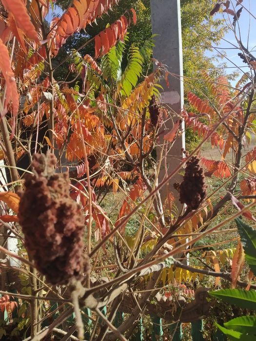 Сумах Уксусное дерево