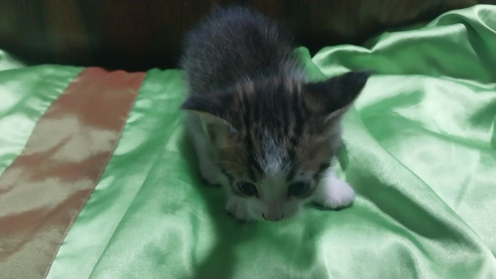 Продам котят непородистые