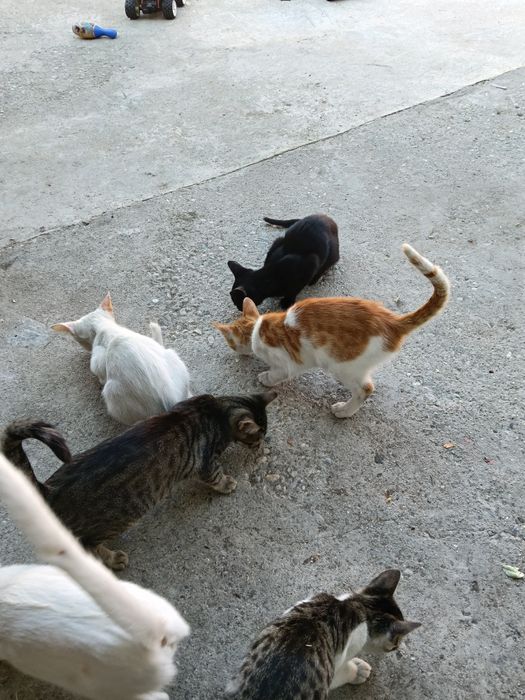 Pisici spre adoptie