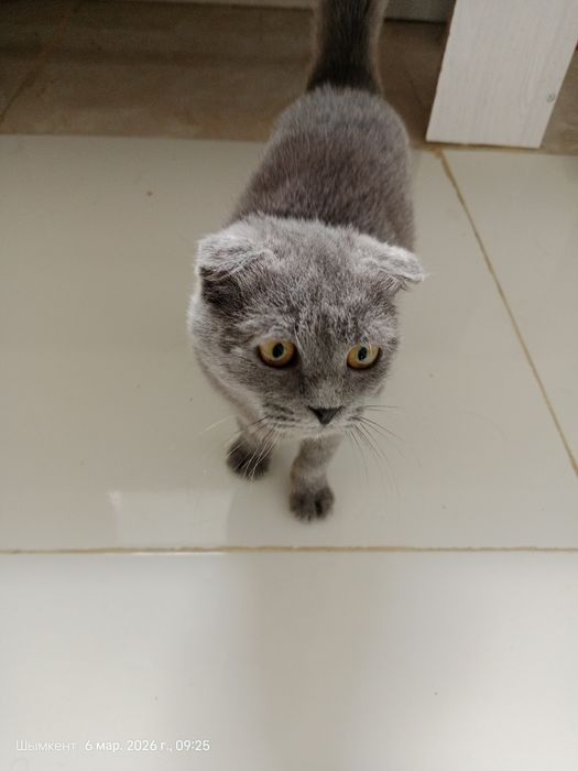 Котёнок мысык кішкентай