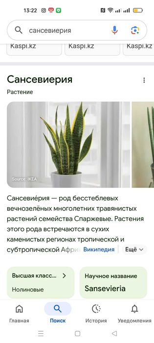 Отростки Сансиверия