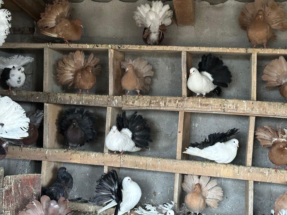 Vand porumbei Voltati 100 lei perechea