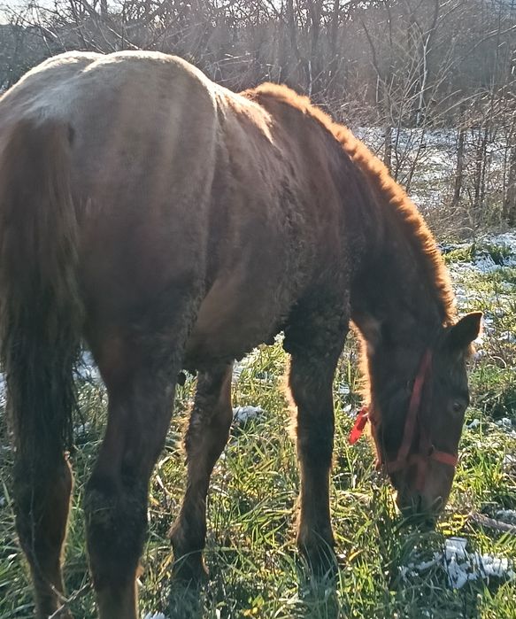 Vand mânz din cai grei