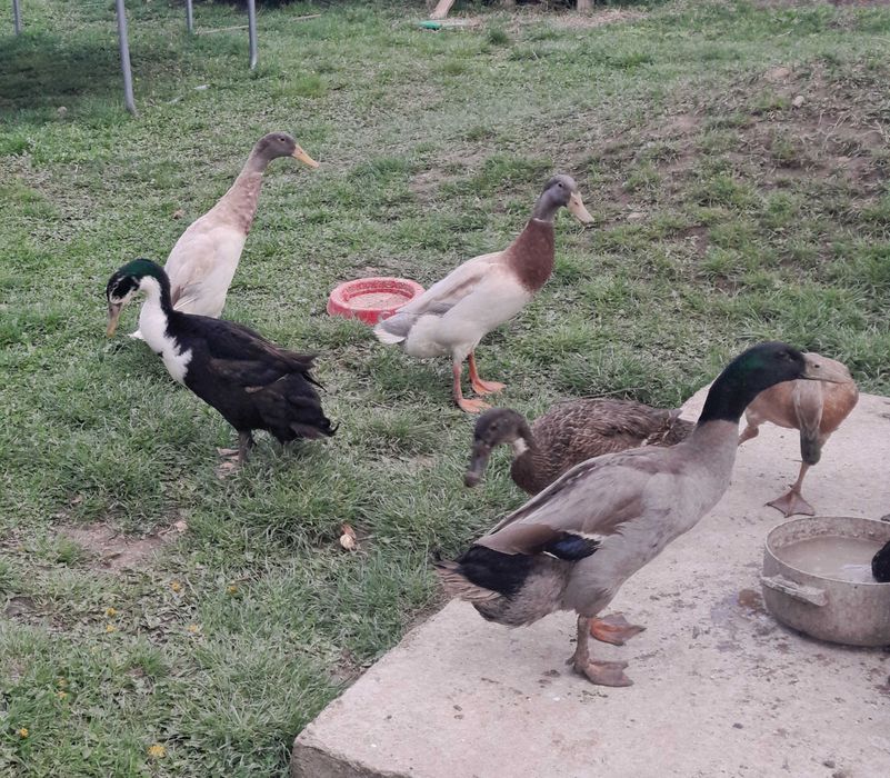 boboci rate indiene alergatoare