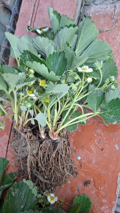 Саженцы черный принц сладкий