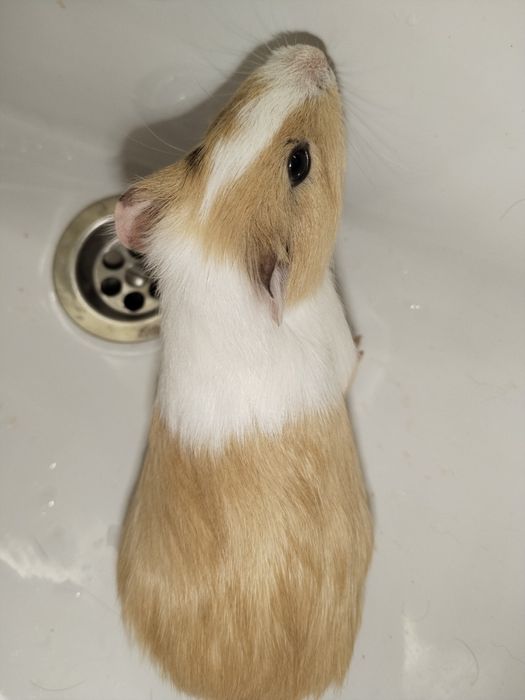 Морская свинка милая девочка