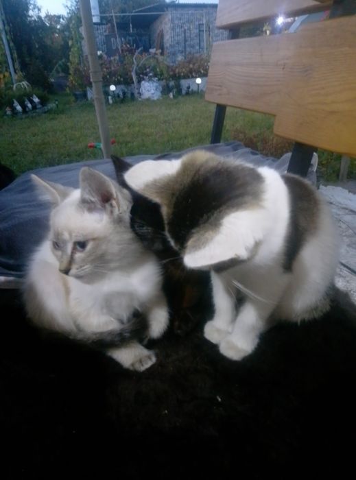 Котята ищут домик