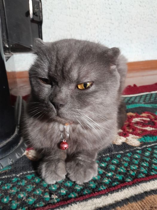 Scottish fold zotdor mushuklari sotiladi