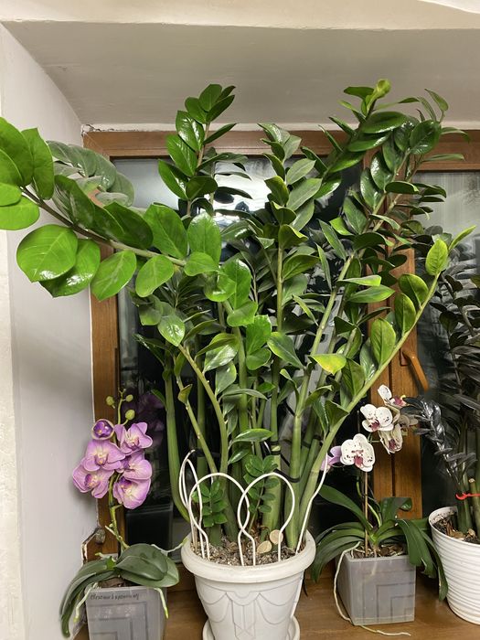 Комнатные цветы алоэ и замиокулькас