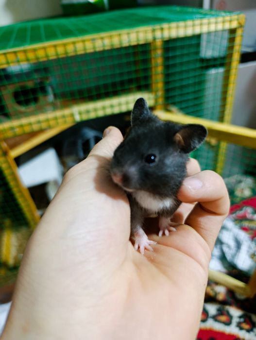 Хомяк сирийский мальчик